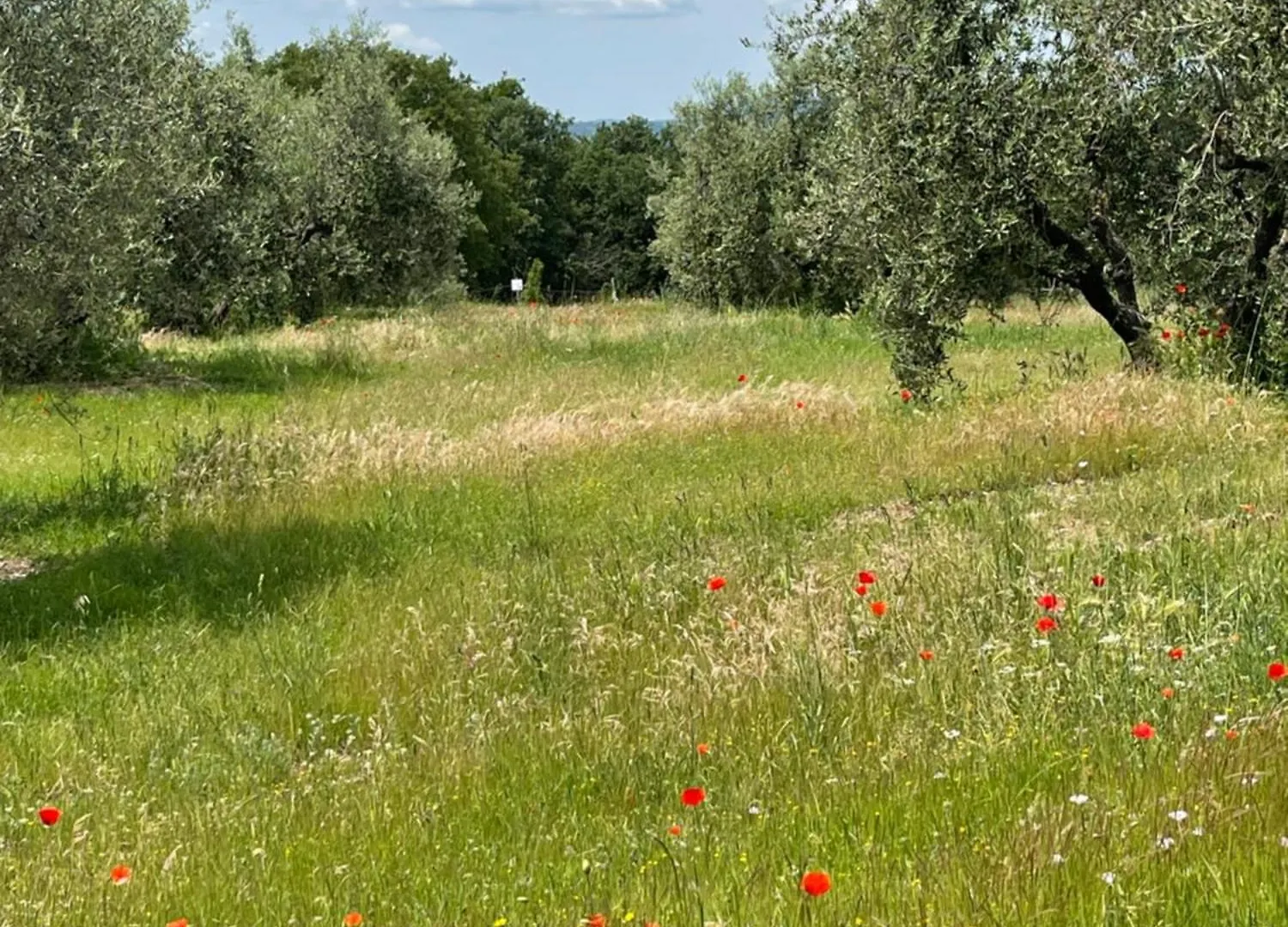 The Stone House Apartment Marciaso Italy